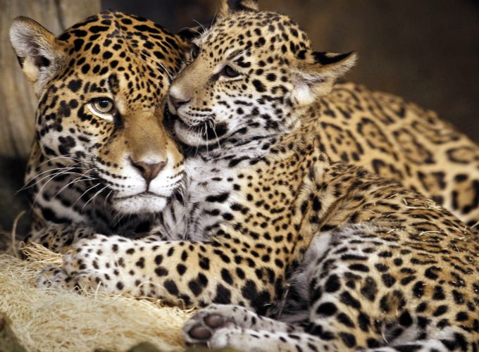 Wallpaper little jaguar, young jaguar, wild, cat, face, Animals 755805674